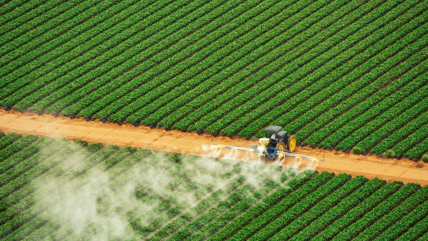 Best Pest Removal Services  in Indian Lake, TX
