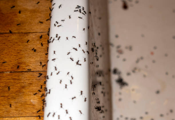 Best Wasp Removal Services  in Indian Lake, TX