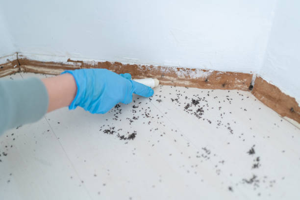 Best Cockroach Control Services  in Indian Lake, TX